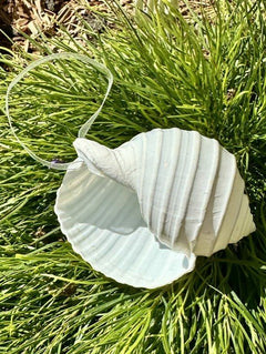 Natural Real Sea Snail Shell hanging Christmas Decoration with sheer ribbon - My Coastal Collection