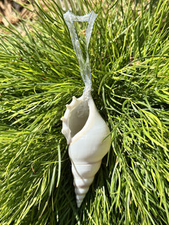 Natural Real White Delicate Tibia Spindle Sea Shell hanging Christmas Decoration with sheer ribbon - My Coastal Collection