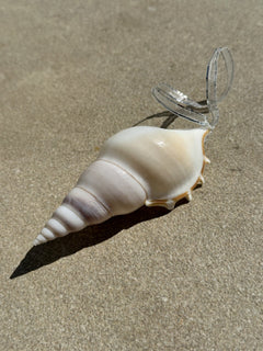Natural Real White Delicate Tibia Spindle Sea Shell hanging Christmas Decoration with sheer ribbon - My Coastal Collection