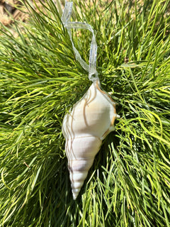 Natural Real White Delicate Tibia Spindle Sea Shell hanging Christmas Decoration with sheer ribbon - My Coastal Collection