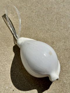 Natural Real White Egg Cowrie Sea Shell hanging Christmas Decoration with sheer ribbon - My Coastal Collection