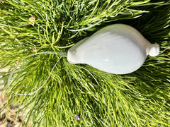Natural Real White Egg Cowrie Sea Shell hanging Christmas Decoration with sheer ribbon - My Coastal Collection