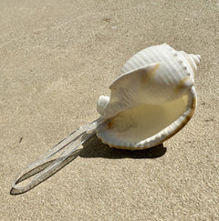 Natural Real White Melo Melon Sea Shell hanging Christmas Decoration with sheer ribbon - My Coastal Collection