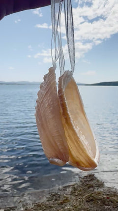Set of 2 Natural Abalone Sea Shell Hanging Christmas Decorations with Ribbon